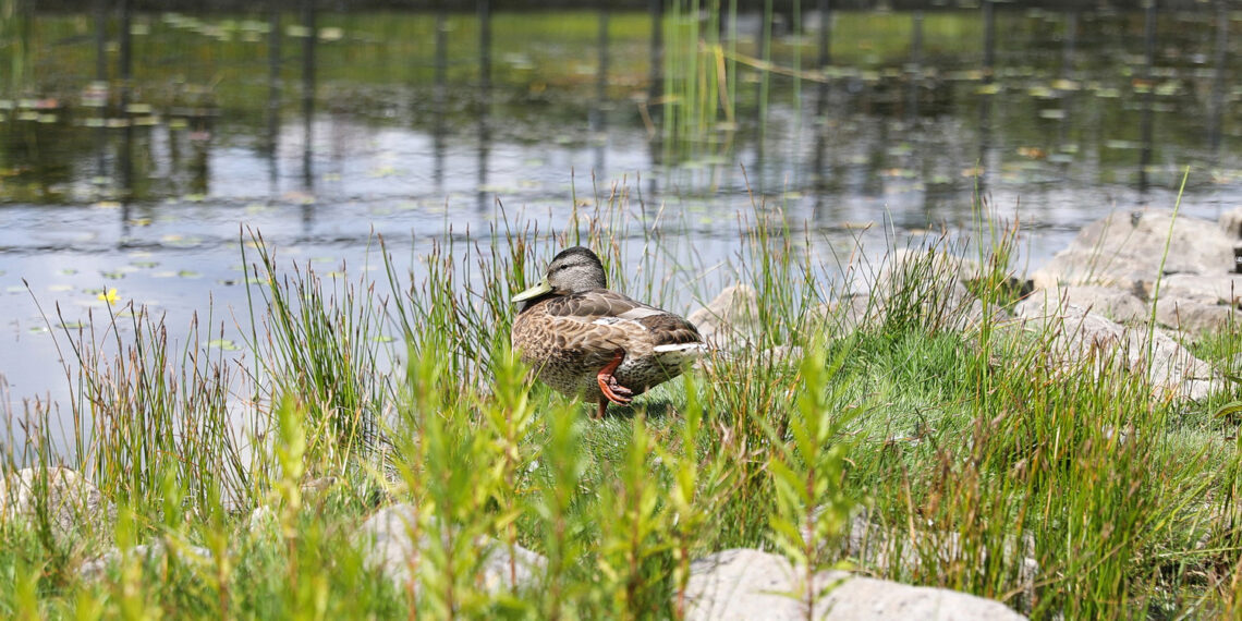 19.07.2023. Kielce. Ogród Botaniczny. / Fot. Wiktor Taszłow - Radio Kielce