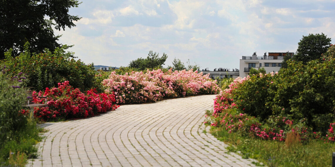 19.07.2023. Kielce. Ogród Botaniczny. / Fot. Wiktor Taszłow - Radio Kielce