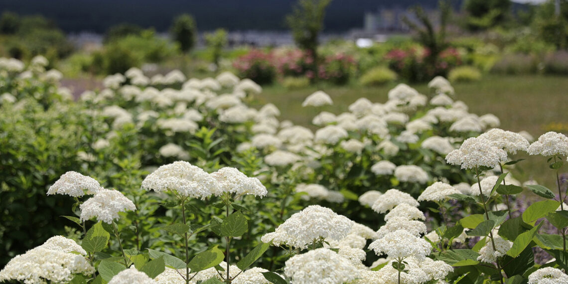 19.07.2023. Kielce. Ogród Botaniczny. / Fot. Wiktor Taszłow - Radio Kielce