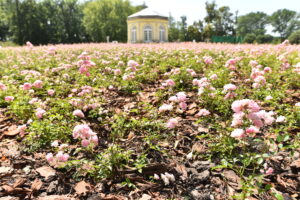 Tysiące kwiatów w odnowionym parku