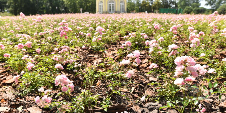 Tysiące kwiatów w odnowionym parku