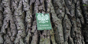 Radni za tworzeniem nowych pomników przyrody w Kielcach