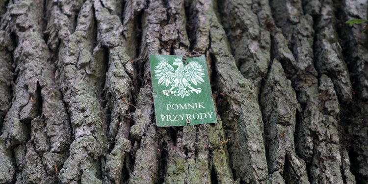 Radni za tworzeniem nowych pomników przyrody w Kielcach