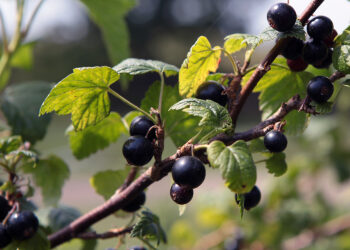 czarna porzeczka, porzeczka, porzeczki / Fot. Robert Felczak – Radio Kielce