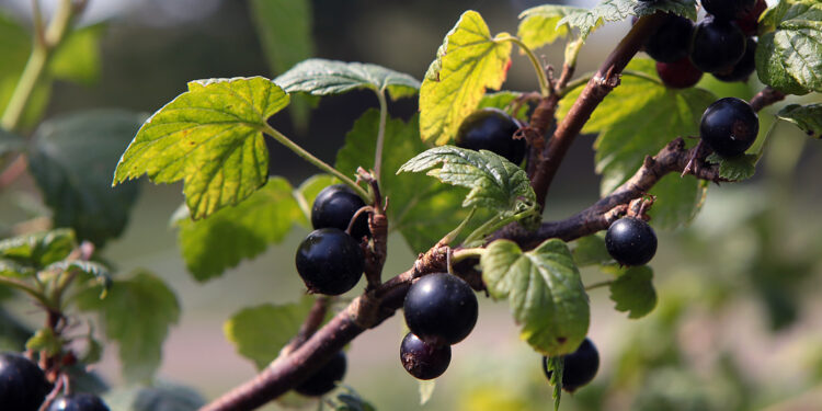 czarna porzeczka, porzeczka, porzeczki / Fot. Robert Felczak – Radio Kielce