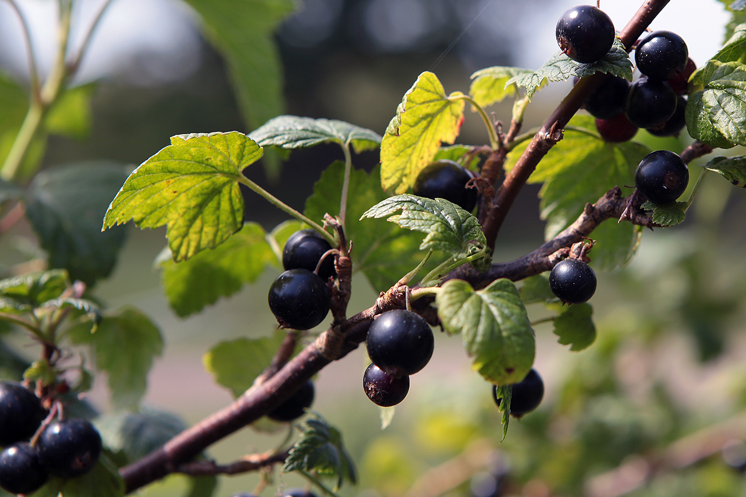 Który owoc będzie hitem w 2026 roku? Według światowych ekspertów czarna porzeczka