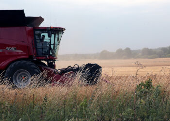 żniwa, zboże, pole, kombajn / Fot. Robert Felczak – Radio Kielce