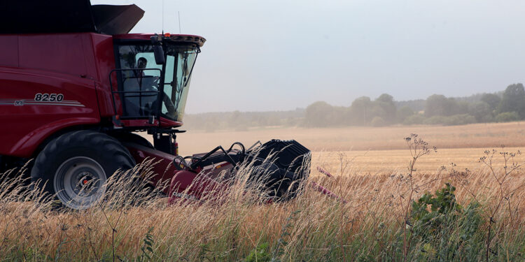 Żniwa w regionie: pogoda utrudnia zbiory - Radio Kielce żniwa, zboże, pole, kombajn / Fot. Robert Felczak – Radio Kielce