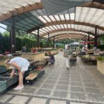 Ceny warzyw i owoców na zielonym rynku w Sandomierzu (20.07.2023) - Radio Kielce 20.07.2023. Sandomierz. Plac 3 maja / Fot. Grażyna Szlęzak – Radio Kielce