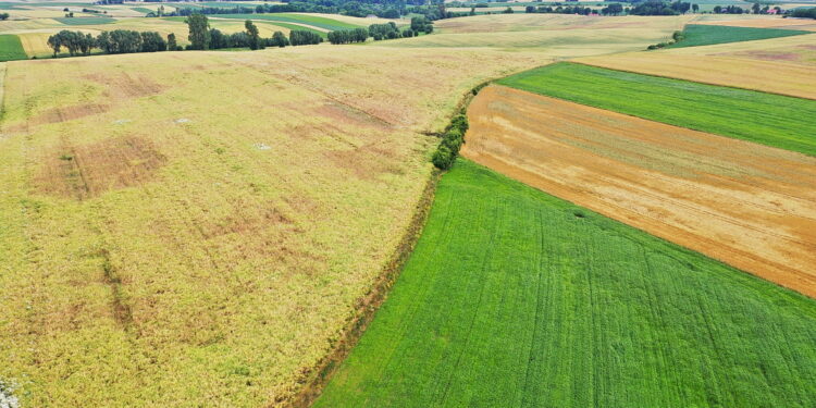 Wieś. Pole. Rolnictwo / Fot. Jarosław Kubalski - Radio Kielce