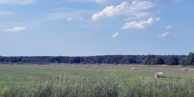 Teraz jest pora na jaskółcze ziele - Radio Kielce pole, siano, rolnictwo / Fot. Robert Felczak – Radio Kielce