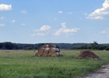 pole, siano, rolnictwo / Fot. Robert Felczak – Radio Kielce