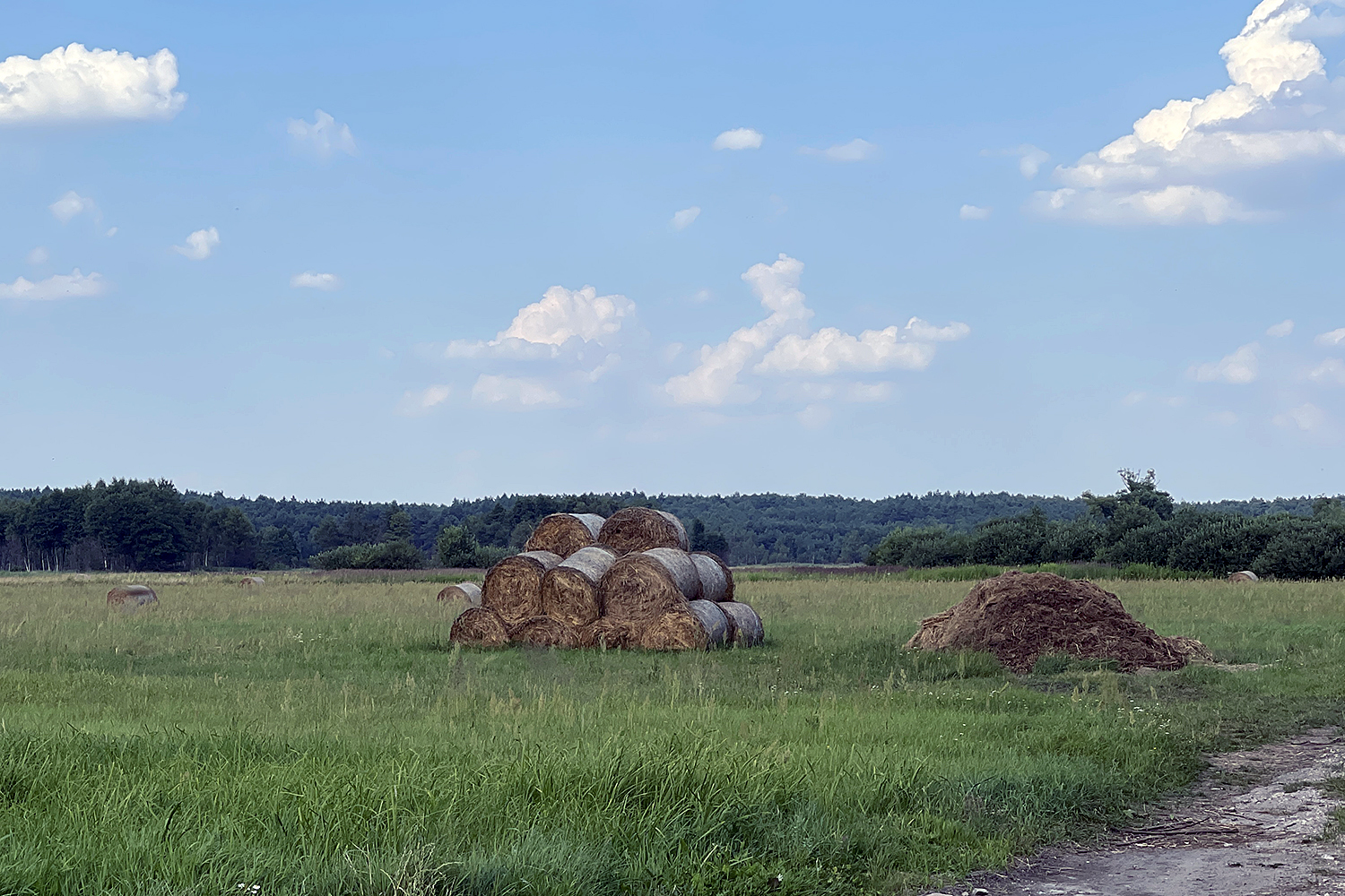 Glistnik – pożyteczne dla skóry ziele