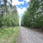 23.07.2023. Rezerwat Skałki Piekło pod Niekłaniem / Fot. Robert Felczak – Radio Kielce