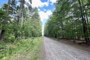 23.07.2023. Rezerwat Skałki Piekło pod Niekłaniem / Fot. Robert Felczak – Radio Kielce