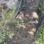 23.07.2023. Rezerwat Skałki Piekło pod Niekłaniem / Fot. Robert Felczak – Radio Kielce