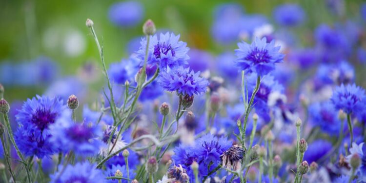 Sekrety natury – chaber bławatek - Radio Kielce Sekrety natury – chaber bławatek