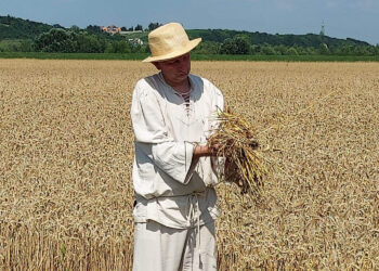 Staropolskie żniwa w sandomierskim Nadbrzeziu - Radio Kielce