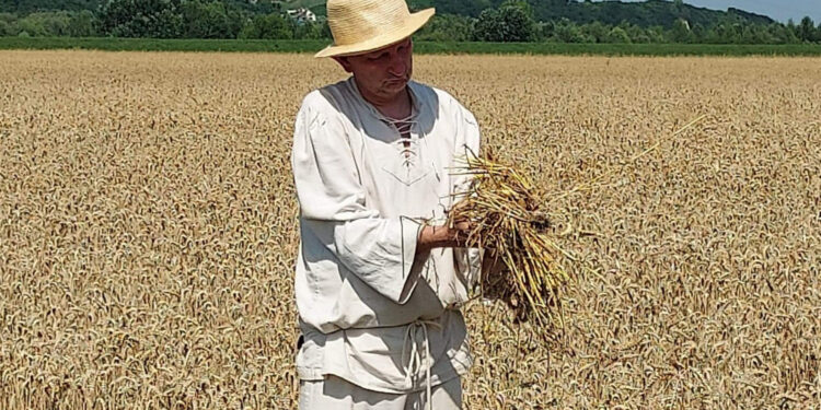 Staropolskie żniwa w sandomierskim Nadbrzeziu - Radio Kielce