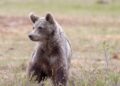 Wiosną turyści w Bieszczadach powinni uważać na niedźwiedzi