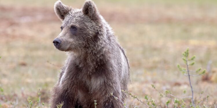Wiosną turyści w Bieszczadach powinni uważać na niedźwiedzi