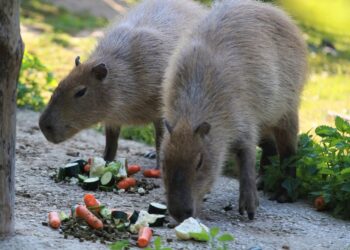 Na czym polega fenomen kapibary?