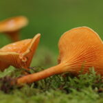 Lisówka pomarańczowa (Hygrophoropsis aurantiaca) zwana też fałszywą kurką. / Źródło ekologia.pl