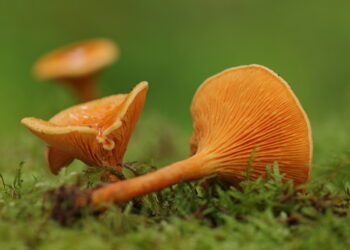Lisówka pomarańczowa (Hygrophoropsis aurantiaca) zwana też fałszywą kurką. / Źródło ekologia.pl