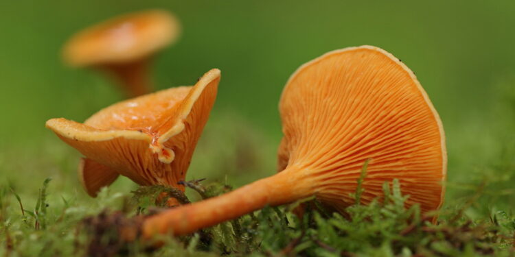 Lisówka pomarańczowa (Hygrophoropsis aurantiaca) zwana też fałszywą kurką. / Źródło ekologia.pl