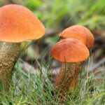 Koźlarz czerwony (Leccinum aurantiacum). / Fot. ekologia.pl