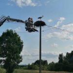 Nie mogły wrócić do gniazda. Strażacy pomogli młodym bocianom