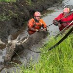 RADIO OLSZTYN. Strażacy uratowali łosia, który ugrzązł w błocie - Radio Kielce RADIO OLSZTYN. Strażacy uratowali łosia, który ugrzązł w błocie
