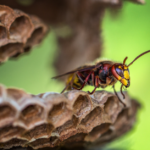 Jak pozbyć się gniazd szerszeni?