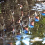 01.08.2023. Kielce. Obchody 79. rocznicy Powstania Warszawskiego / Fot. Wiktor Taszłow - Radio Kielce