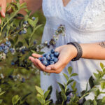 Borówki i owoce jagodowe / źródło: PAP MediaRoom / PolskieSuperowoce.pl