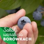 Borówki i owoce jagodowe / źródło: PAP MediaRoom / PolskieSuperowoce.pl