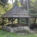 W środku lasu wytrysnęło źródło. Może stać się akrakcją turystyczną