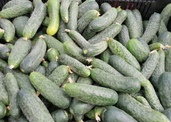 Rolnik z Radoszek o cenach warzyw - Radio Kielce