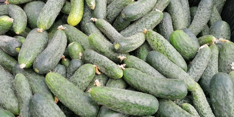 Rolnik z Radoszek o cenach warzyw - Radio Kielce