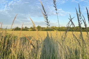 ARiMR: poniedziałek ostatnim dniem na złożenie wniosku o dopłaty do materiału siewnego