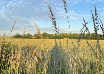 ARiMR: poniedziałek ostatnim dniem na złożenie wniosku o dopłaty do materiału siewnego