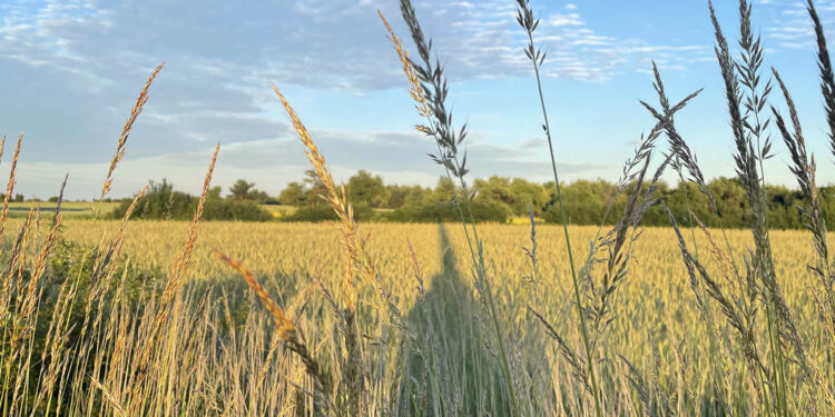 ARiMR: poniedziałek ostatnim dniem na złożenie wniosku o dopłaty do materiału siewnego