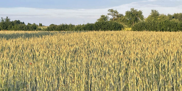 Ile jest w Świętokrzyskiem gospodarstw rolnych i mieszkańców związanych z rolnictwem? - Radio Kielce