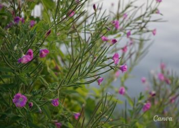 Iwan czaj – zdrowa herbata z liści wierzbówki kiprzycy - Radio Kielce