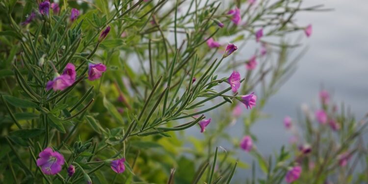 Iwan czaj – zdrowa herbata z liści wierzbówki kiprzycy - Radio Kielce