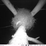 31.08.2023 Radoszyce. Gniazdo bociana czarnego / Fot. Nadleśnictwo Radoszyce