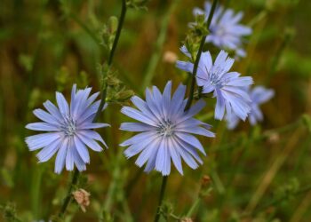 Sekrety cykorii podróżnik - Radio Kielce