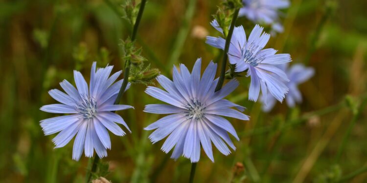 Sekrety cykorii podróżnik - Radio Kielce
