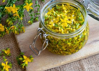 Sekrety natury – dziurawiec - Radio Kielce