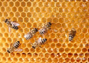 Więcej czasu na składanie wniosków o płatności w ramach pomocy dla pszczelarzy - Radio Kielce